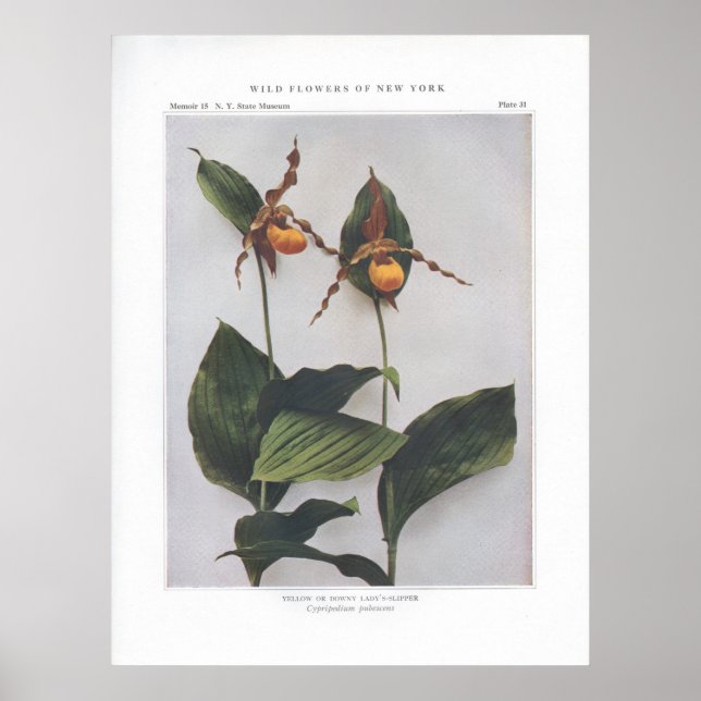 Yellow or Downy Lady's-Slipper Poster (Front)