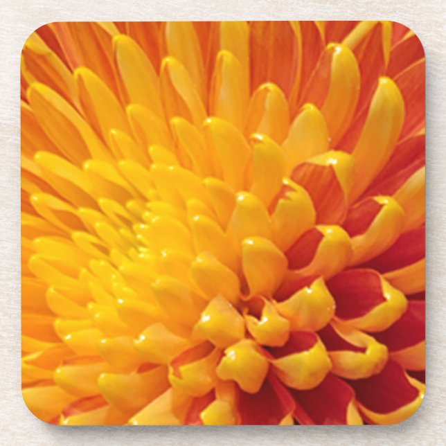 Yellow & Orange Chrysanthemum Coaster (Front)
