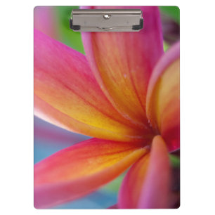 Yellow Orange Deep Pink Tropical Plumeria Flower Clipboard