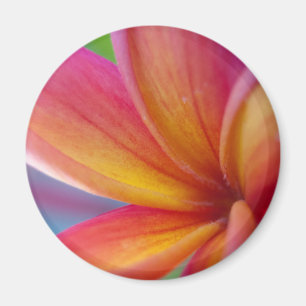 Yellow Orange Deep Pink Tropical Plumeria Flower Magnet