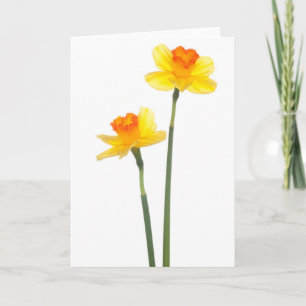 Yellow & Orange Jonquil Daffodils Card