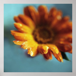 Yellow Orange Marigold Flower Drops Macro Poster