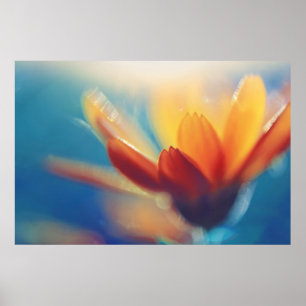 Yellow Orange Marigold Flower on Blue Poster