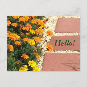 Yellow Orange Marigold Flowers Postcards