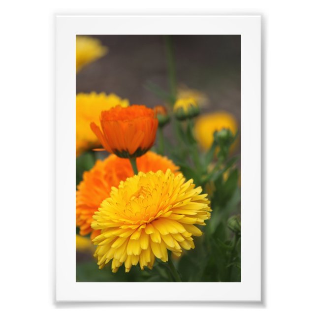 Yellow Orange Mums Photo Print (Front)