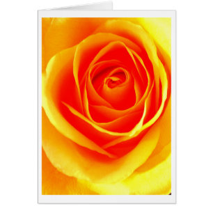 Yellow Orange Rose