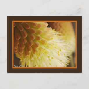 Yellow Orange Torch Lily Flowers Close-Up Photo Postcard