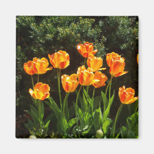 Yellow Orange Tulips magnet