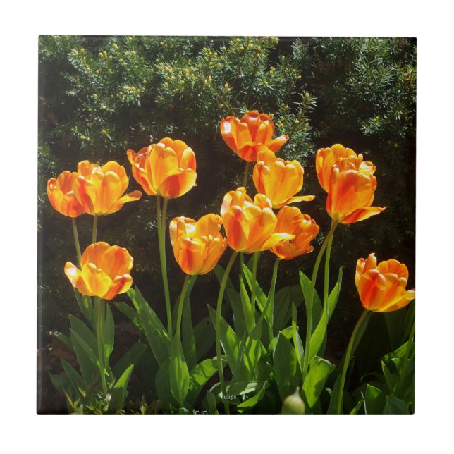 Yellow Orange Tulips tile (Front)