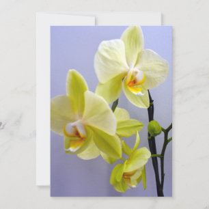 Yellow Orchid Blank Inside Greeting Card For Any O