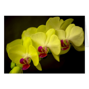 Yellow Orchid - Card