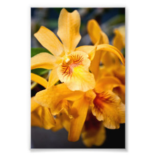 Yellow Orchid Flower Flowering Plant Photo Print
