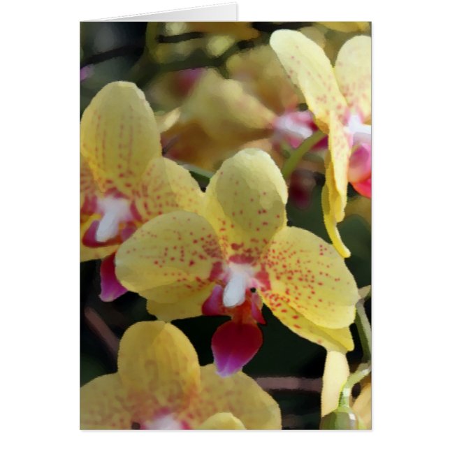 Yellow orchid flowers (Front)