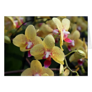 Yellow orchid flowers