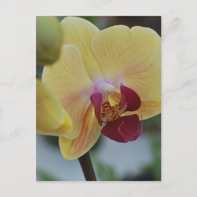 Yellow Orchid from Gardenfest 2011 Postcard (Front)