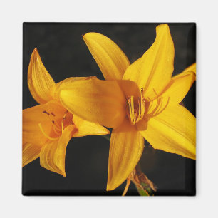 Yellow Orchid Magnet