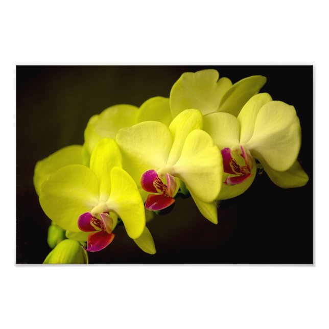 Yellow Orchid - Photo Print (Front)