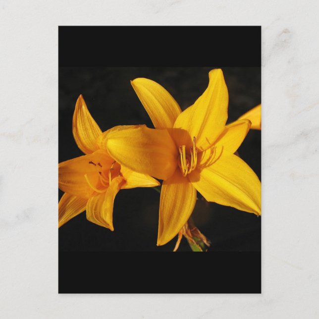 Yellow Orchid Postcard (Front)