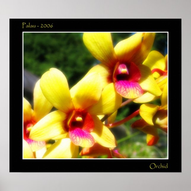 Yellow Orchid Poster (Front)