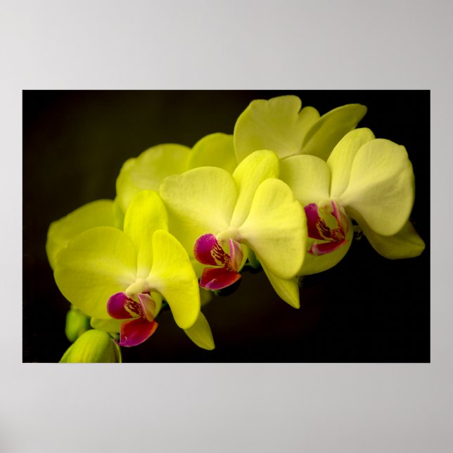 Yellow Orchid - Poster (Front)