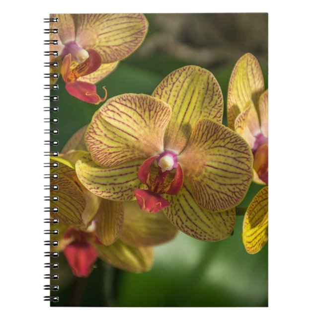 Yellow orchids notebook (Front)