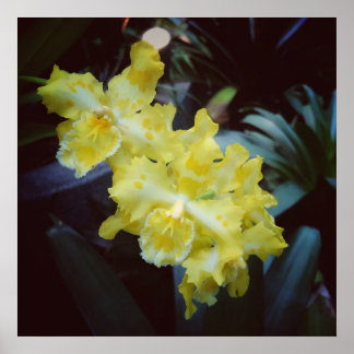 Yellow orchids on a dark background poster