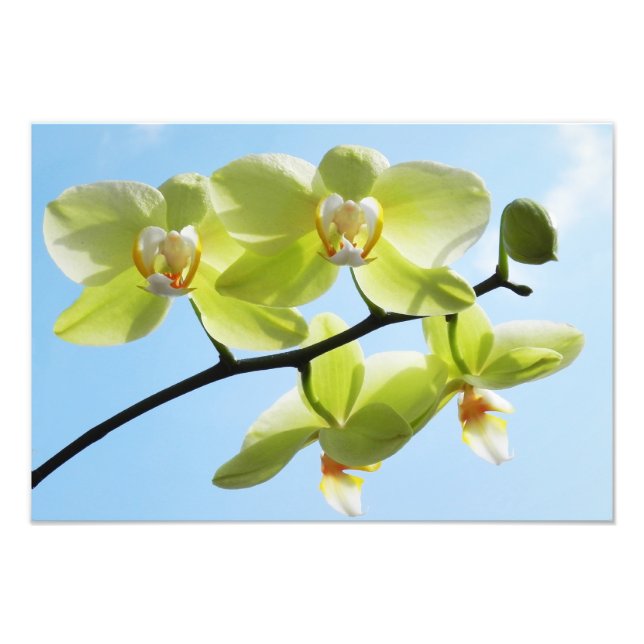 Yellow Orchids Photo Print (Front)