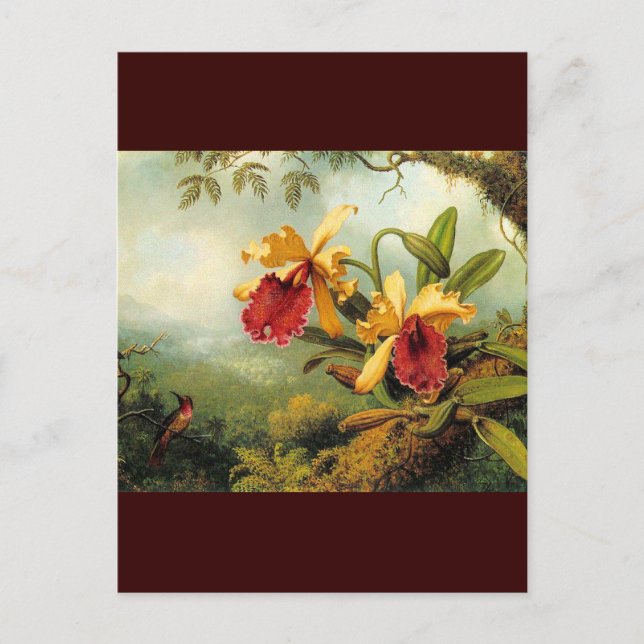 Yellow Orchids Postcard (Front)