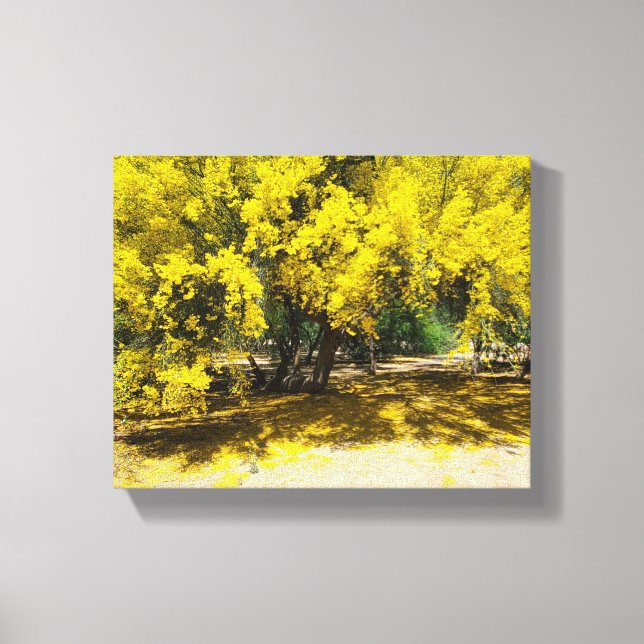 Yellow Palo Verde Tree  Canvas Print (Front)