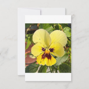 Yellow Pansy Flower Photo Flat Thank You Card