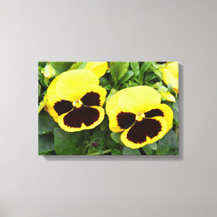 Yellow pansy flowers canvas print