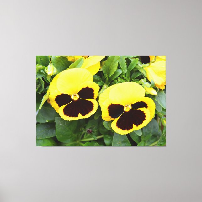 Yellow pansy flowers canvas print (Front)