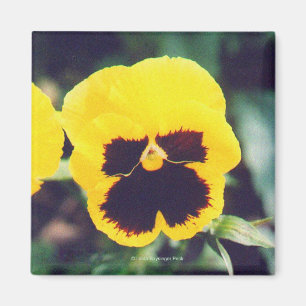 Yellow Pansy Magnet