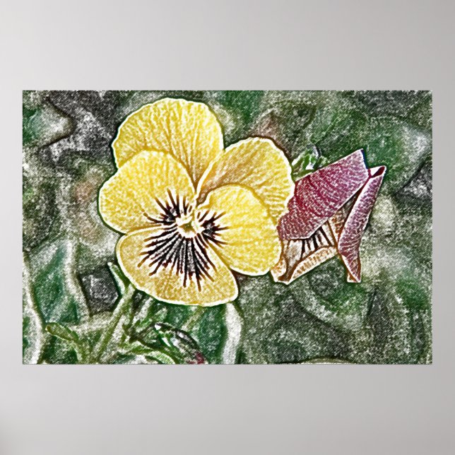 Yellow pansy poster (Front)