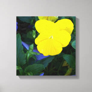 Yellow Pansy Spring Flowers Floral Canvas Art