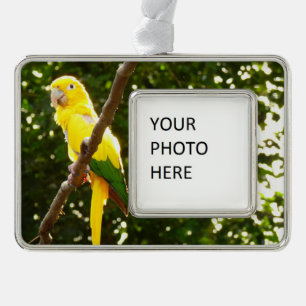 Yellow Parrot Silver Plated Framed Ornament