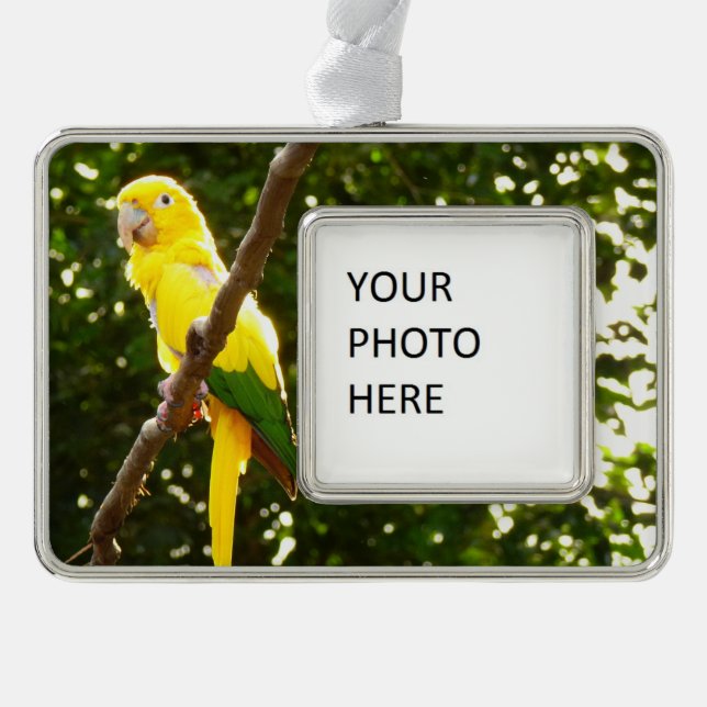 Yellow Parrot Silver Plated Framed Ornament (Front)