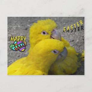 Yellow Parrots Couple Happy Easter Postcard