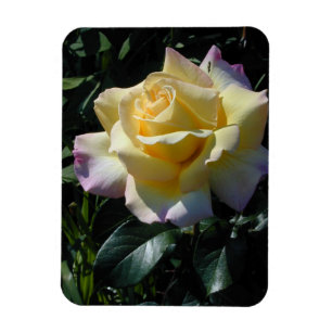 Yellow Peace Rose - Garden Beauty Magnet