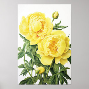 Yellow Peonies Flower Art Print Poster