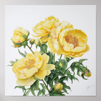 Yellow Peonies Flower Art Print Poster