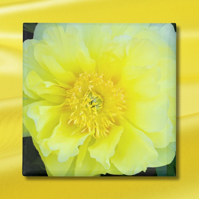 Yellow Peony Magnet (Creator Uploaded)