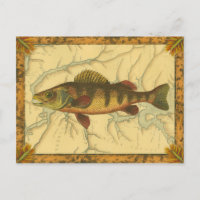 Yellow Perch on Map