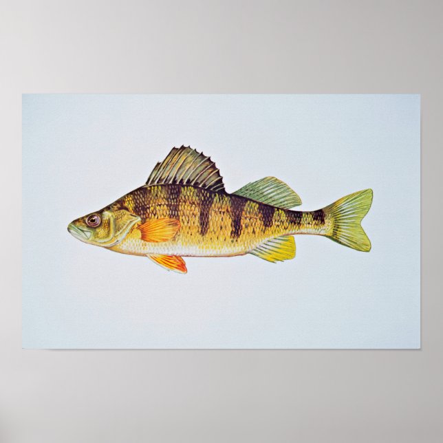 Yellow perch poster (Front)