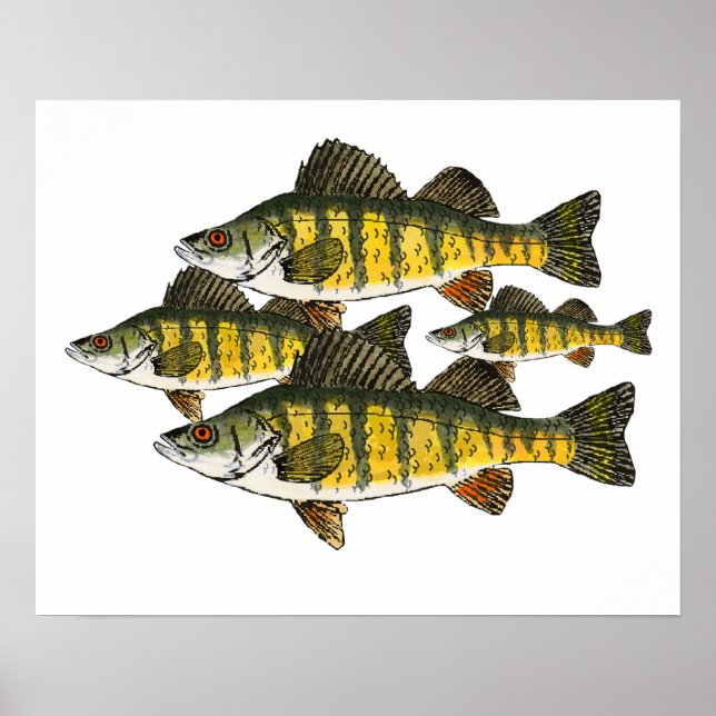 Yellow Perch School Poster (Front)
