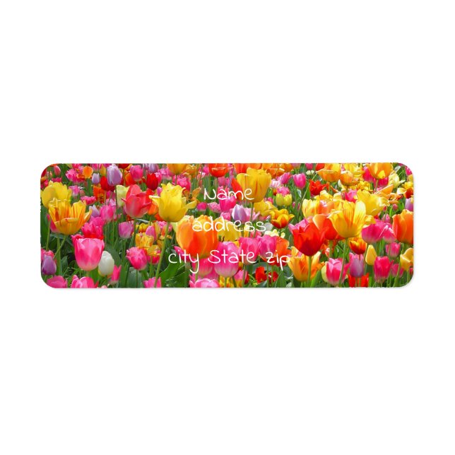 Yellow pink orange red tulips (Front)