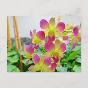 Yellow Pink Orchids Postcard