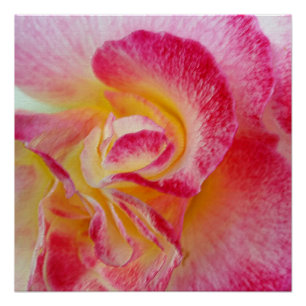 yellow pink petals poster