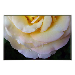 Yellow pink petals poster