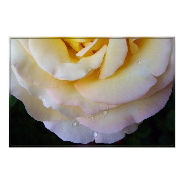 Yellow pink petals poster (Front)